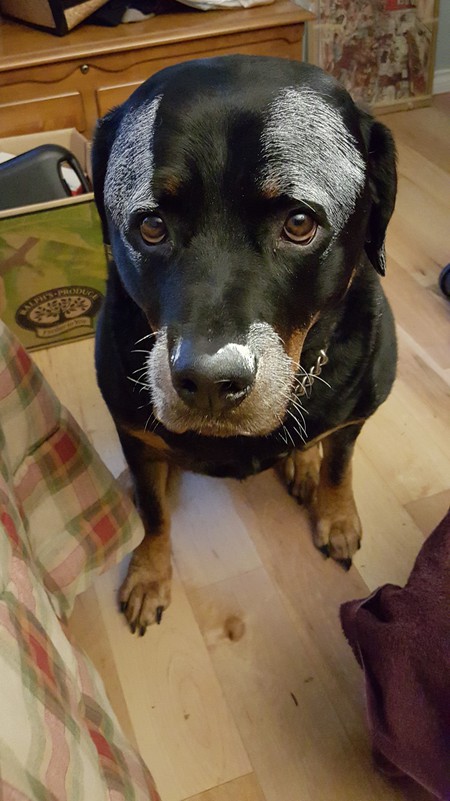 Entry image for Bubba. Clicking this image will show a larger photo