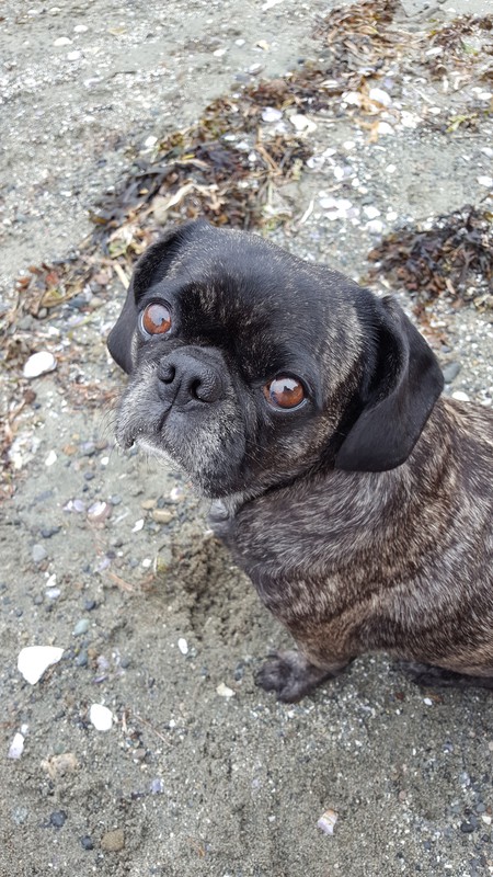 Entry image for Chloe Diamond. Clicking this image will show a larger photo