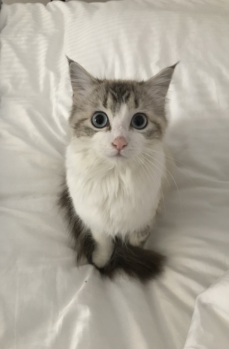 Entry image for Lynx. Clicking this image will show a larger photo