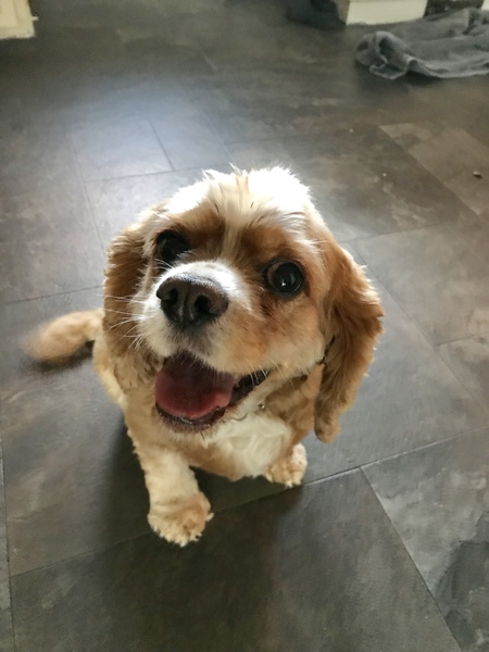 Entry image for Tucker. Clicking this image will show a larger photo