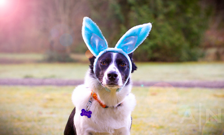 Entry image for Lexi. Clicking this image will show a larger photo