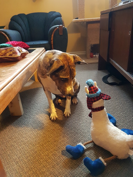 Entry image for Shuka . Clicking this image will show a larger photo