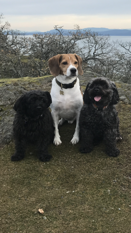 Entry image for Boots,Purple and Rudy. Clicking this image will show a larger photo