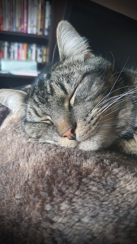 Entry image for Miss Mew. Clicking this image will show a larger photo