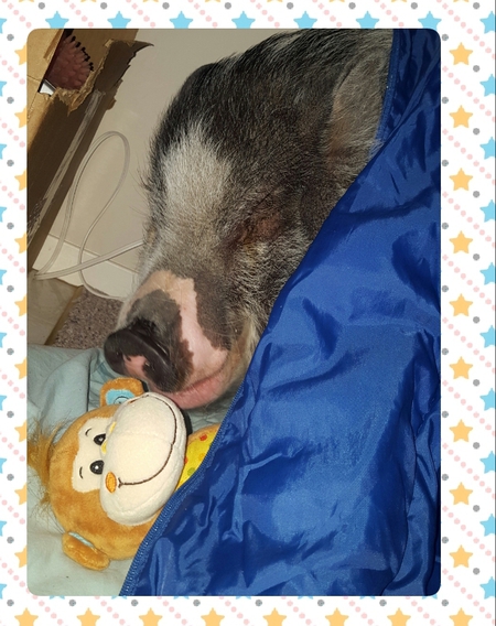 Entry image for Pumba. Clicking this image will show a larger photo