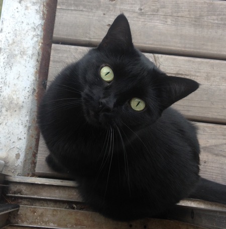 Entry image for Cali. Clicking this image will show a larger photo