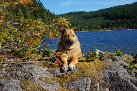 Entry image for Goose. Clicking this image will show a larger photo