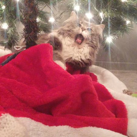 Entry image for Maggie. Clicking this image will show a larger photo