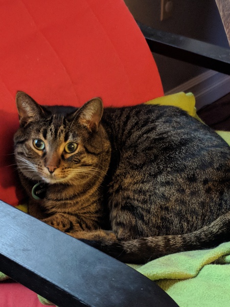 Entry image for Percival. Clicking this image will show a larger photo