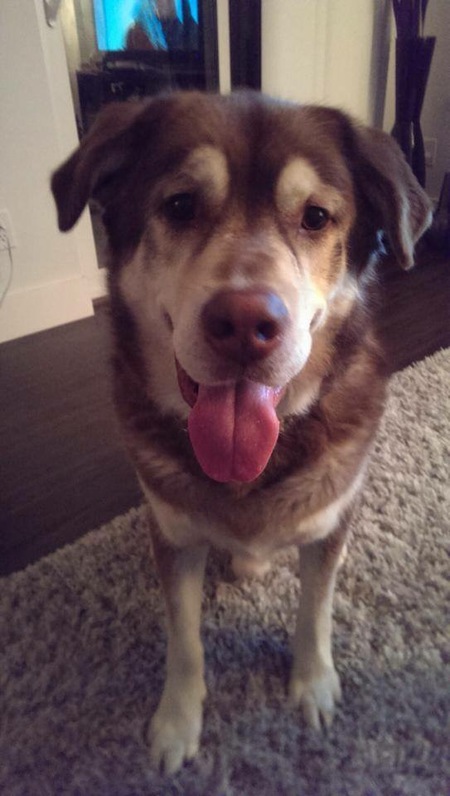 Entry image for Presley . Clicking this image will show a larger photo