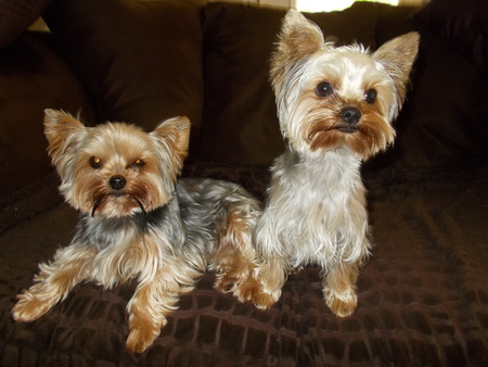 Entry image for Lacey and Chloey. Clicking this image will show a larger photo