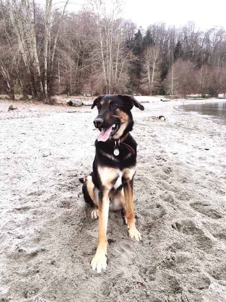 Entry image for Presley. Clicking this image will show a larger photo