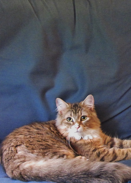 Entry image for Georgie. Clicking this image will show a larger photo