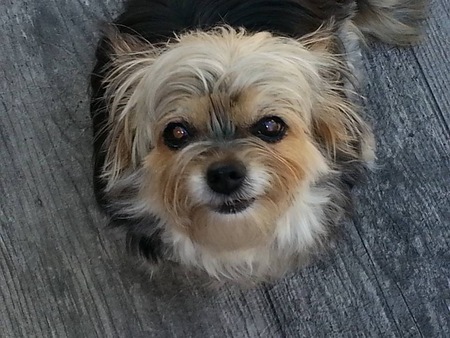 Entry image for Maggie . Clicking this image will show a larger photo