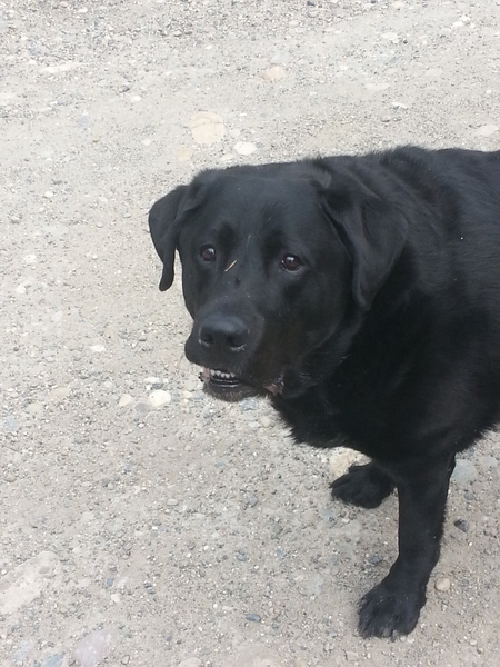 Entry image for Bear. Clicking this image will show a larger photo