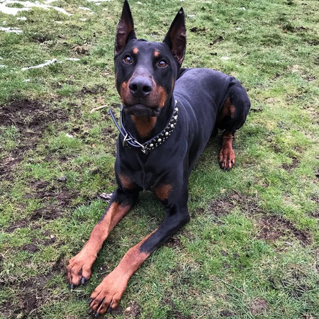 Entry image for Thor. Clicking this image will show a larger photo