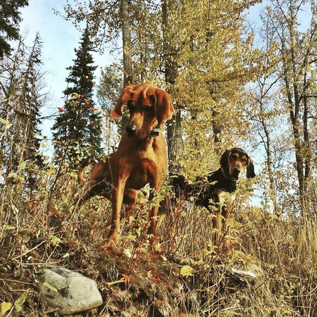 Entry image for Copper and Liza. Clicking this image will show a larger photo