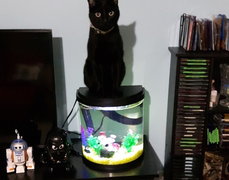 Entry image for Aries. Clicking this image will show a larger photo