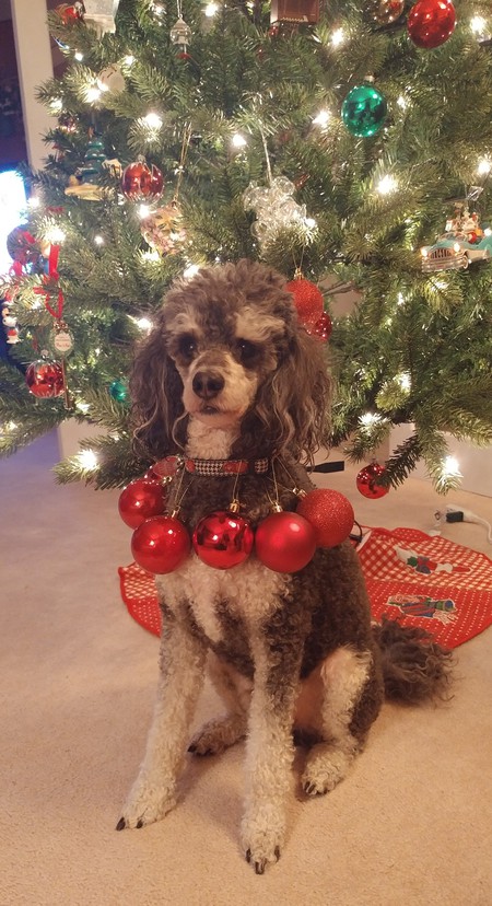 Entry image for Charlie. Clicking this image will show a larger photo