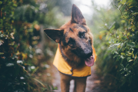 Entry image for Bella A.K.A. Queen B. Clicking this image will show a larger photo