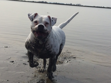 Entry image for Lola. Clicking this image will show a larger photo