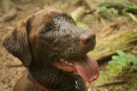 Entry image for Cocoa. Clicking this image will show a larger photo