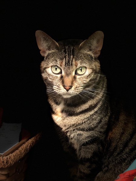 Entry image for Taz. Clicking this image will show a larger photo