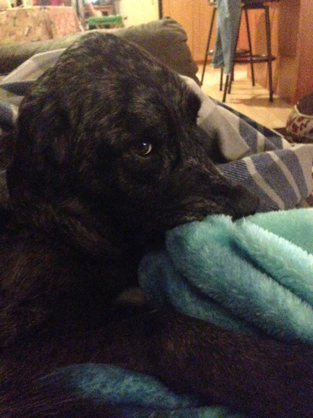 Entry image for Saydee. Clicking this image will show a larger photo