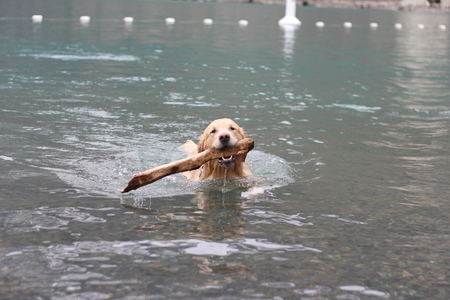 Entry image for Bam Bam . Clicking this image will show a larger photo