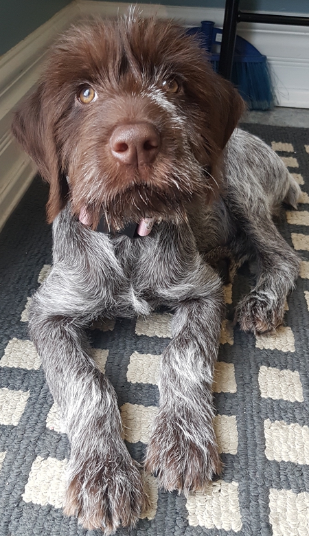 Entry image for Daisy. Clicking this image will show a larger photo