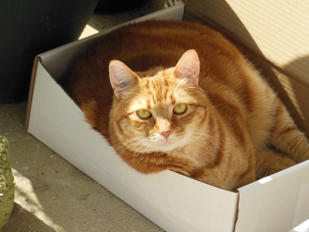 Entry image for Miles. Clicking this image will show a larger photo