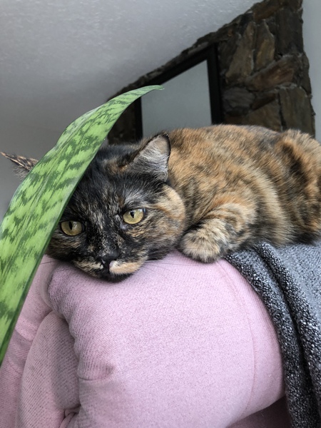 Entry image for Ellie Mae. Clicking this image will show a larger photo