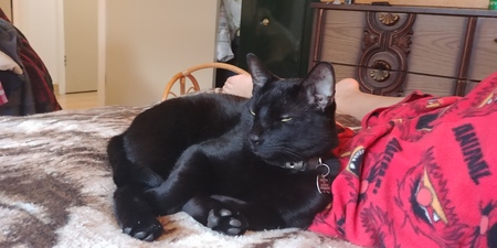 Entry image for Conan. Clicking this image will show a larger photo