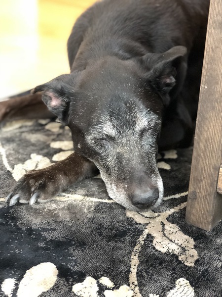 Entry image for Dakota. Clicking this image will show a larger photo