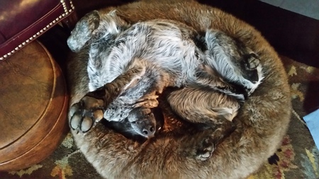 Entry image for Bluess. Clicking this image will show a larger photo