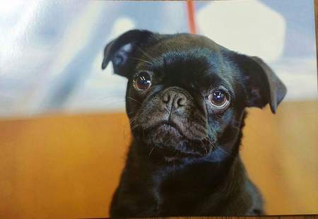 Entry image for Beans. Clicking this image will show a larger photo