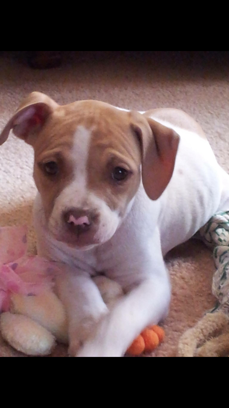 Entry image for Willow. Clicking this image will show a larger photo