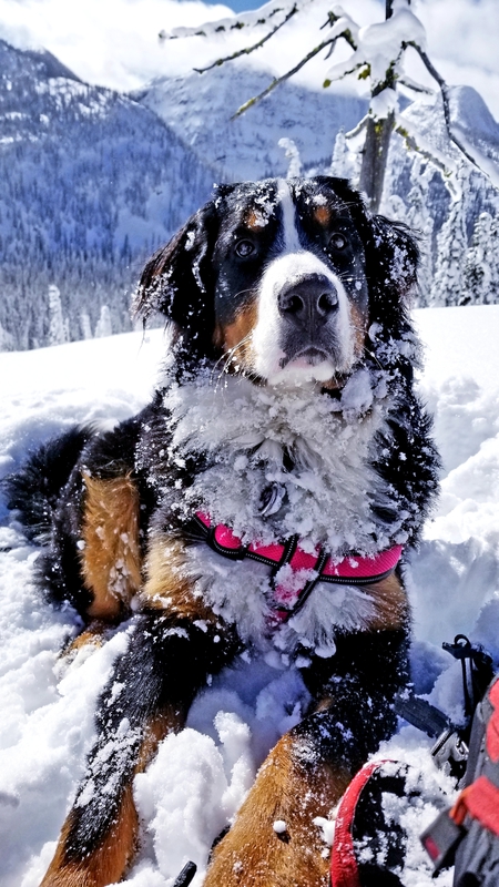 Entry image for Chloe. Clicking this image will show a larger photo