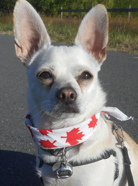 Entry image for Joey. Clicking this image will show a larger photo