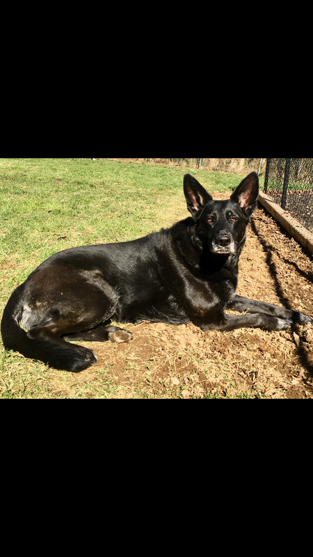 Entry image for Kody. Clicking this image will show a larger photo