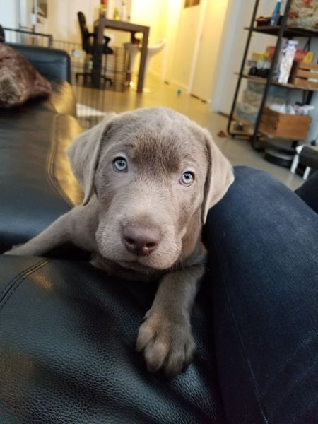 Entry image for Boomer. Clicking this image will show a larger photo