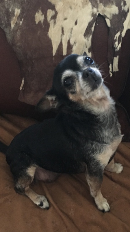 Entry image for Lizzy. Clicking this image will show a larger photo