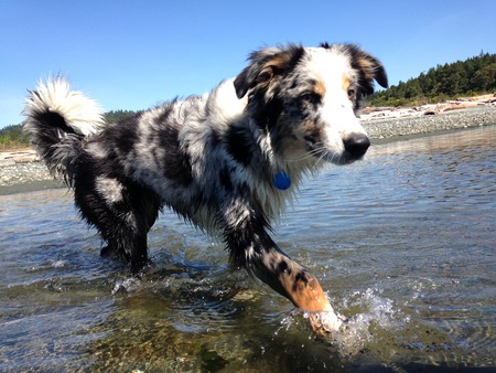 Entry image for Errol. Clicking this image will show a larger photo