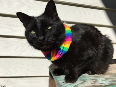 Entry image for Salem. Clicking this image will show a larger photo