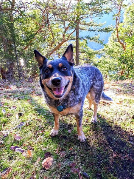 Entry image for Pepper. Clicking this image will show a larger photo