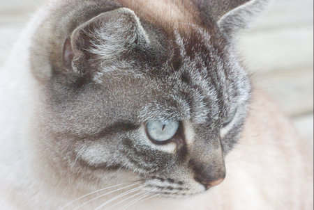 Entry image for Kizzy. Clicking this image will show a larger photo