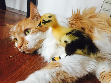 Entry image for Yubu . Clicking this image will show a larger photo