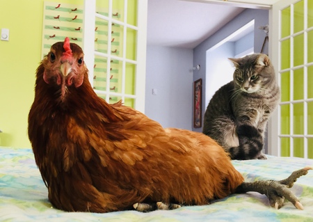 Entry image for Penny. Clicking this image will show a larger photo