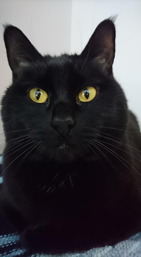 Entry image for Luna. Clicking this image will show a larger photo