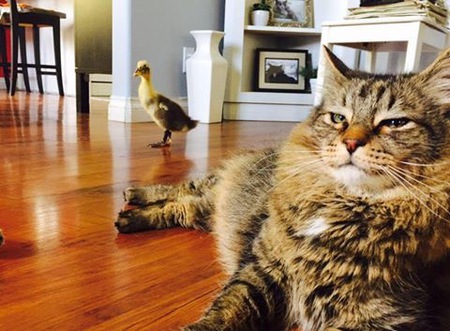 Entry image for Midas. Clicking this image will show a larger photo